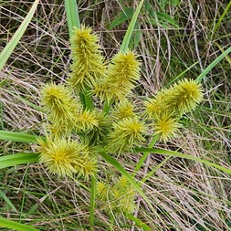 Cyperus strigosus (straw flatsedge)