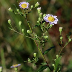 Symphyotrichum praealtum (veinleaf aster)