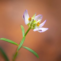 Polygala nuttallii (nuttall's milkwort)