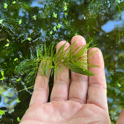 Ceratophyllum demersum (coontail)