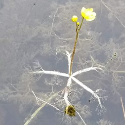 Utricularia radiata (floating bladderwort)