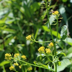Rorippa palustris (bog yellowcress)