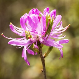 Rhododendron canadense (rhodora)