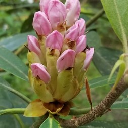 Rhododendron (azalea)