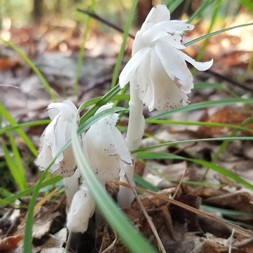 Monotropa (Indian pipe)