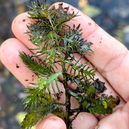 Proserpinaca palustris (marsh mermaid-weed)