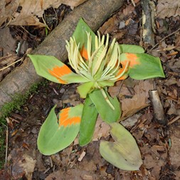 Liriodendron (tuliptree)