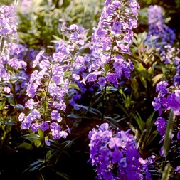 Phlox maculata (meadow phlox)
