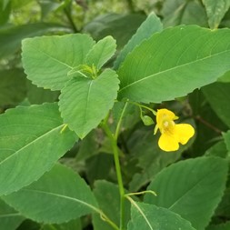 Impatiens pallida (pale jewelweed)