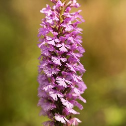 Platanthera psycodes (lesser purple fringed orchid)