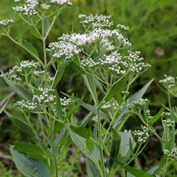 Eupatorium serotinum (late thoroughwort)