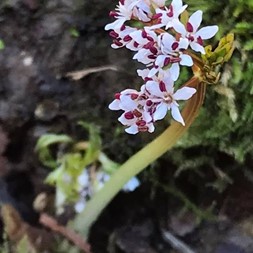 Erigenia bulbosa (harbinger-of-spring)
