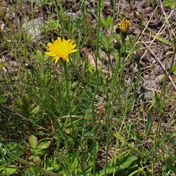 Hypochaeris radicata (hairy cat's-ear)