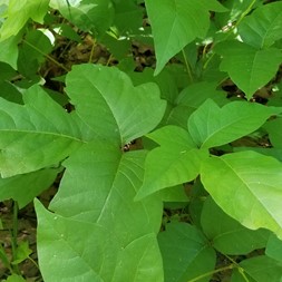 Toxicodendron radicans (poison-ivy)