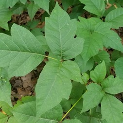 Toxicodendron (poison-ivy)