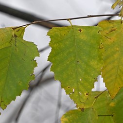 Betula nigra (river birch)