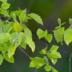 Betula nigra (river birch)