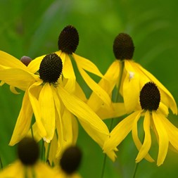 Ratibida pinnata (globular prairie coneflower)