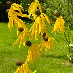 Ratibida pinnata (globular prairie coneflower)