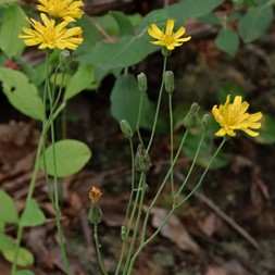 Hieracium venosum (rattlesnake hawkweed)