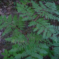 Pteridium (bracken fern)