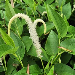 Saururus cernuus (lizard's-tail)
