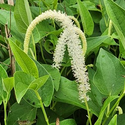 Saururus (lizard's-tail)