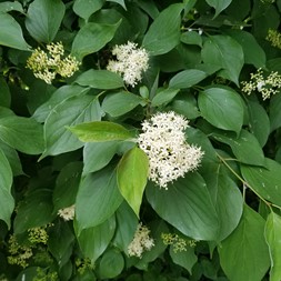 Cornus amomum (silky dogwood)
