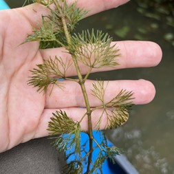 Cabomba caroliniana (Carolina fanwort)
