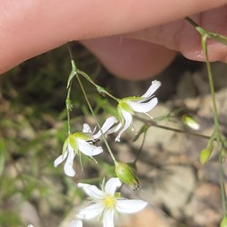 Sabulina michauxii (michaux's sandplant)