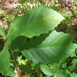 Quercus (oak)
