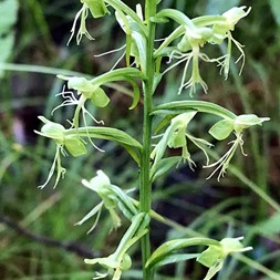 Platanthera lacera (green fringed orchid)