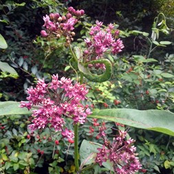 Asclepias purpurascens (purple milkweed)