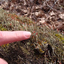 Cladonia (cup lichen)