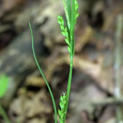 Carex blanda (common wood sedge)