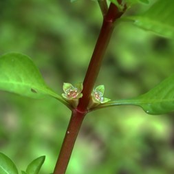 Ludwigia palustris (marsh seedbox)