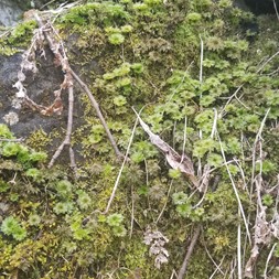 Rhodobryum (rose moss)