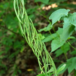 Borodinia canadensis (Canada rockcress)