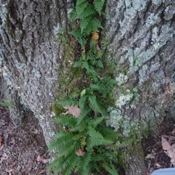 Polypodium (rockcap fern)