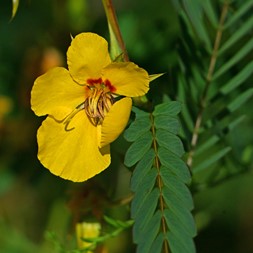 Chamaecrista fasciculata (partridge sensitive-pea)