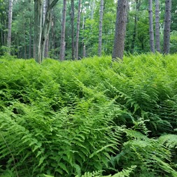 Sitobolium (hay-scented fern)