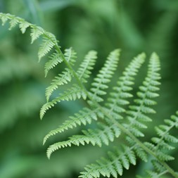 Dennstaedtia punctilobula (hay-scented fern)