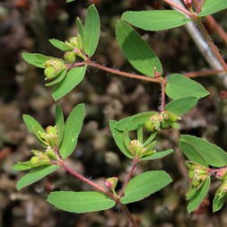 Euphorbia vermiculata (hairy spurge)