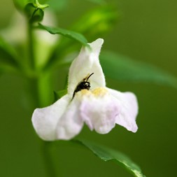 Mimulus alatus (winged monekyflower)