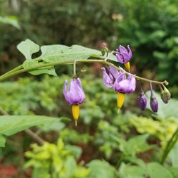 Solanum dulcamara (trailing nightshade)
