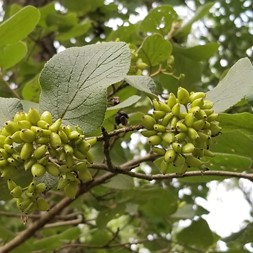 Viburnum lantana (wayfaring tree)