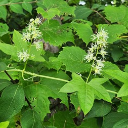 Echinocystis (wild cucumber)