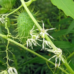 Echinocystis (wild cucumber)