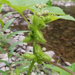 Xanthium strumarium (common cocklebur)