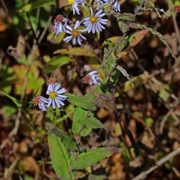 Symphyotrichum patens (late purple aster)